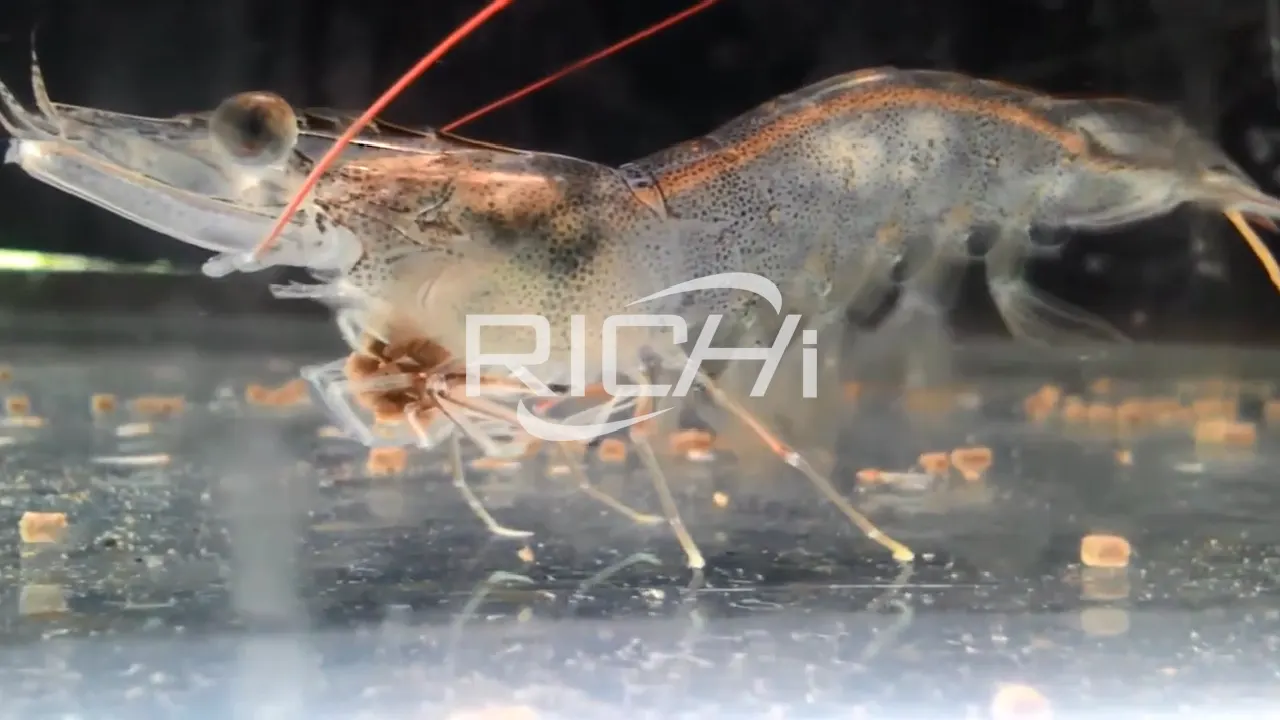 Featured images in the overview video of a whole shrimp feed pellet production line