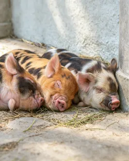 1-60TPH Full Capacity Pig Feed Production