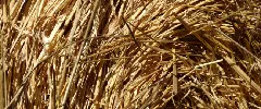 Agricultural waste such as straw