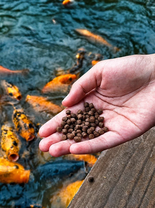 Feed processing machine can produce feed for aquatic animals such as fish, shrimp, and crabs.