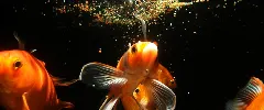 Aquatic feed production