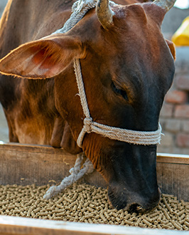 Procédé de fabrication de granulés alimentaires pour bovins