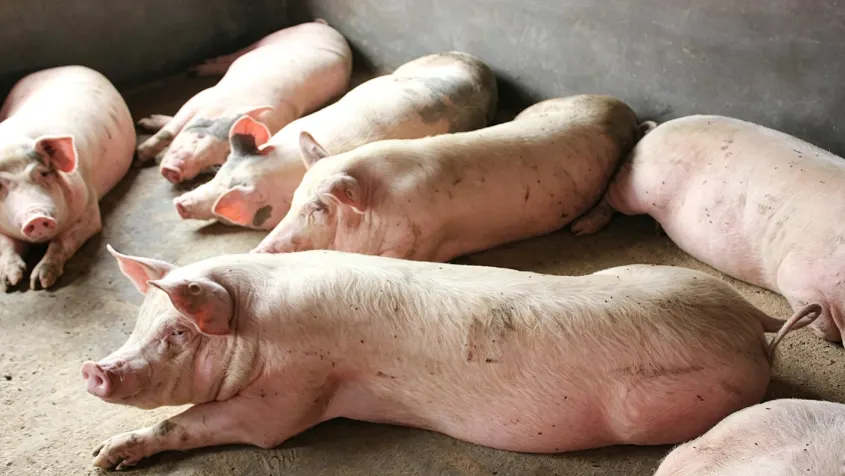 Healthy commercial piglet with ear tag on livestock farm, applicable for large scale commercial pig feed production line