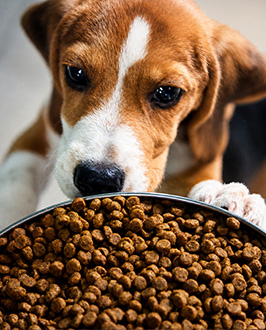 Dog food pellet production process