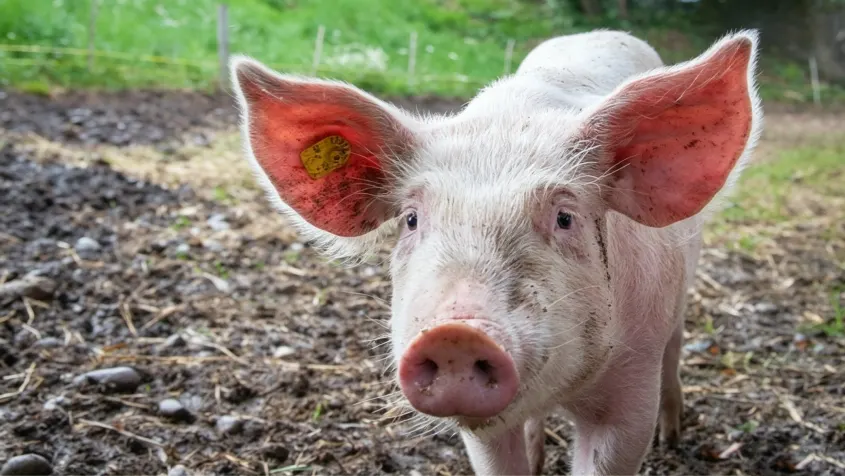 Group of fattening finishing pigs in pig farm, raw material of fattening pig feed production line for Zimbabwe swine farming