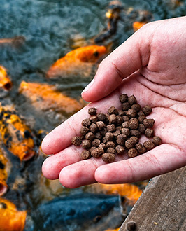 Floating fish pellet production process