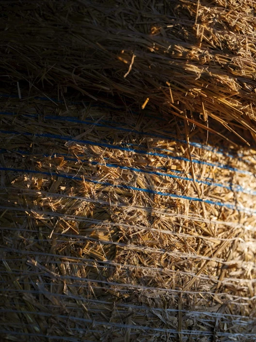 Biomass pellet making machine can process alfalfa, hay, elephant grass, and other forage materials into feed pellets.