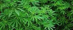 Industrial Hemp