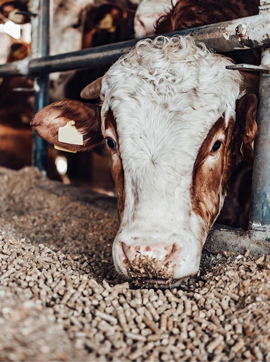 Feed processing machine can produce feed for livestock such as cattle, horses, and pigs.