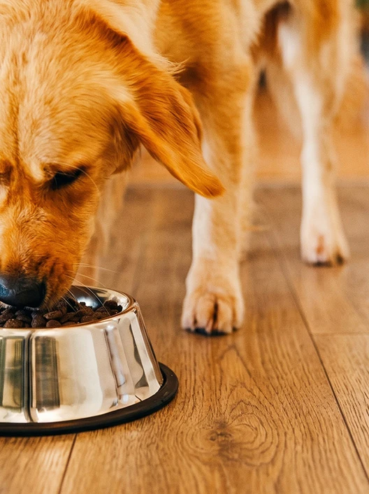 Feed processing machine can produce pet food for cats, dogs, and rabbits.