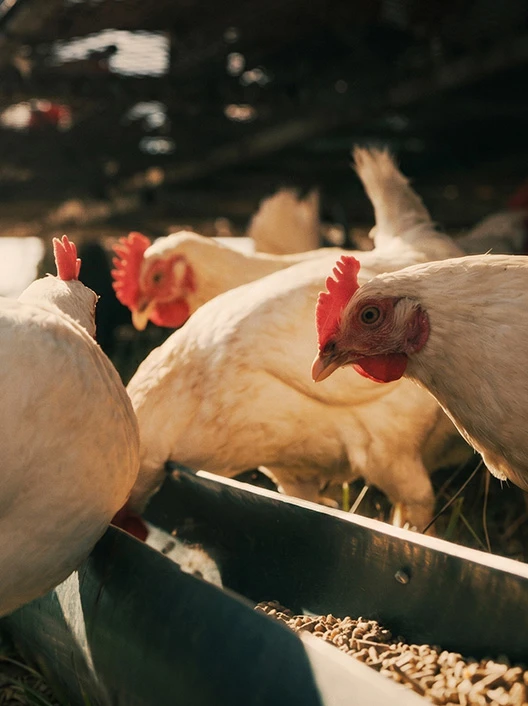 Feed processing machine can produce feed for poultry such as chickens, ducks, and geese.
