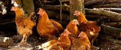 Poultry feed production
