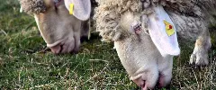 Ruminant feed production