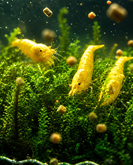Shrimp feed pellet production process