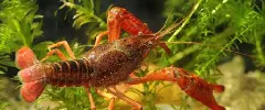 Shrimp feed production