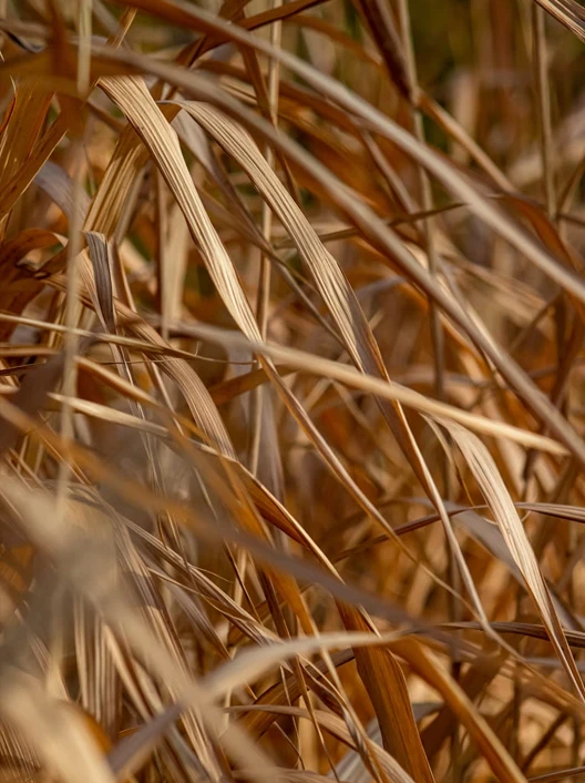 Biomass pellet making machine can process high-fiber raw materials such as straw and cotton stalks.