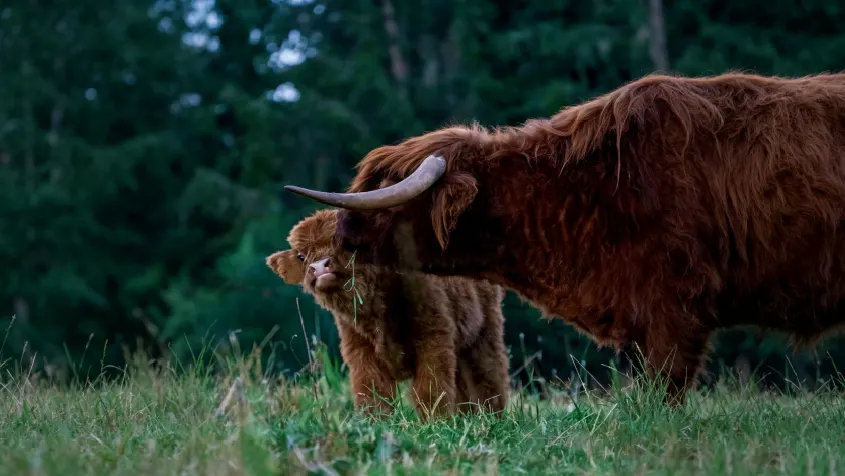 Video header image of a Zimbabwean ruminant feed pellet plant