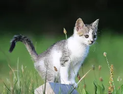 Futtermittelmaschinen für Katzenfutter