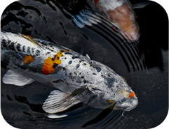 Futtermittelmaschinen für Fischfutter