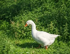 Futtermittelmaschinen für Gänsefutter