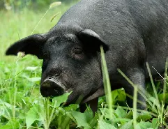 Futtermittelmaschinen für Schweinefutter