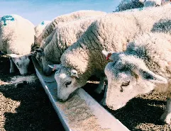 Futtermittelmaschinen für Schafsfutter