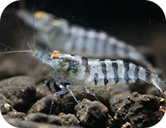 Futtermittelmaschinen für Garnelenfutter