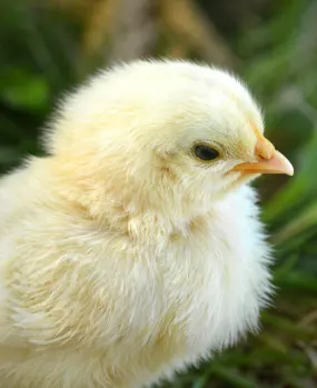 Weiße Masthähnchen-Küken für die Geflügelzucht, geeignet für die Produktion in Masthähnchen-Futtermittelwerken
