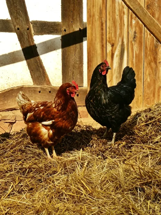 เครื่องทำเม็ดปุ๋ยจากมูลไก่แบบอัตโนมัติ สำหรับใช้ในฟาร์ม, อุปกรณ์แปรรูปปุ๋ยอินทรีย์จากของเสียสัตว์ปีก