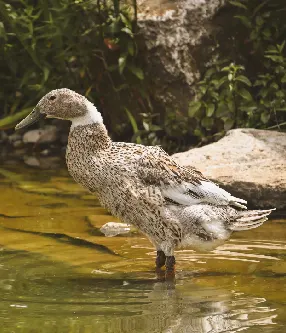 Eine Farmente steht in einem Teich; Zucht von Wasservögeln zur Herstellung von Entenfutter in einer Geflügelfutterfabrik