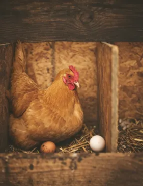 Legehenne, die Eier in einem Nistkasten legt; Futtermittelmischung für Legehennen für eine Geflügelfutterfabrik