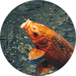 Maßgeschneiderte Fischfutter-Produktionslinie von RICHI, Produktionslinie für schwimmendes Fischfutter (Extruder) für Aquakulturanlagen