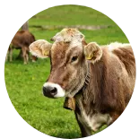 Maßgeschneiderte Futtermittelproduktionslinie von RICHI, Maschinen zur Pelletierung von Futtermitteln für Rinder- und Schafzuchtbetriebe
