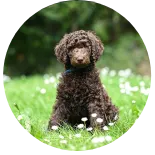 Maßgeschneiderte Produktionslinie für Tierfutter von RICHI, Extrudiermaschine zur Herstellung von Hunde- und Katzenfutterpellets für Tierfutterfabriken