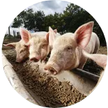 Maßgeschneiderte Produktionslinie für Schweinefutter von RICHI, vollautomatische Pelletieranlagen für Schweinefutter für Schweinezuchtbetriebe