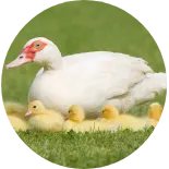 Maßgeschneiderte Produktionslinie für Geflügelfutter von RICHI, komplette Ausrüstung für eine Pelletieranlage zur Herstellung von Geflügelfutter für gewerbliche Futtermittelfabriken