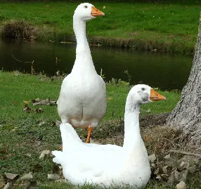 Zwei weiße Gänse auf einer Weide, als Referenz für die Zusammensetzung von Gänsefutter und den Preis einer Geflügelfutterfabrik