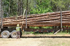 Ganze Holzstämme als Biomasse-Rohstoff für Holzpellet-Produktionsanlagen, Massivholzstämme als Ausgangsmaterial