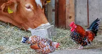 Livestock and poultry farm, manure raw material source for compost pellet machine making organic fertilizer pellets