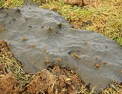 Livestock farm manure, main raw material processed by compost pellet machine for organic fertilizer pellets