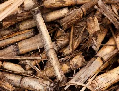 Post-harvest sugarcane waste, biomass raw material for compost pellet machine to produce organic fertilizer pellets