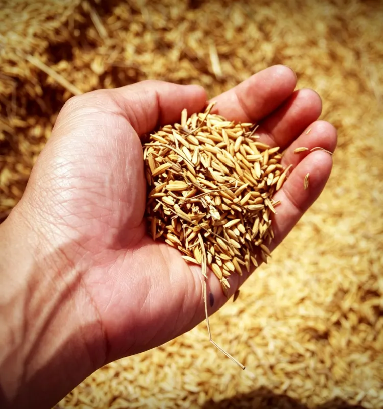 Raw rice husk material for rice husk pellet mill processing