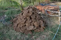کیک‌های خشک کود گاوی، مادهٔ خام برای دستگاه پلت‌سازی کود گاوی، خوراک تولید کود ارگانیک