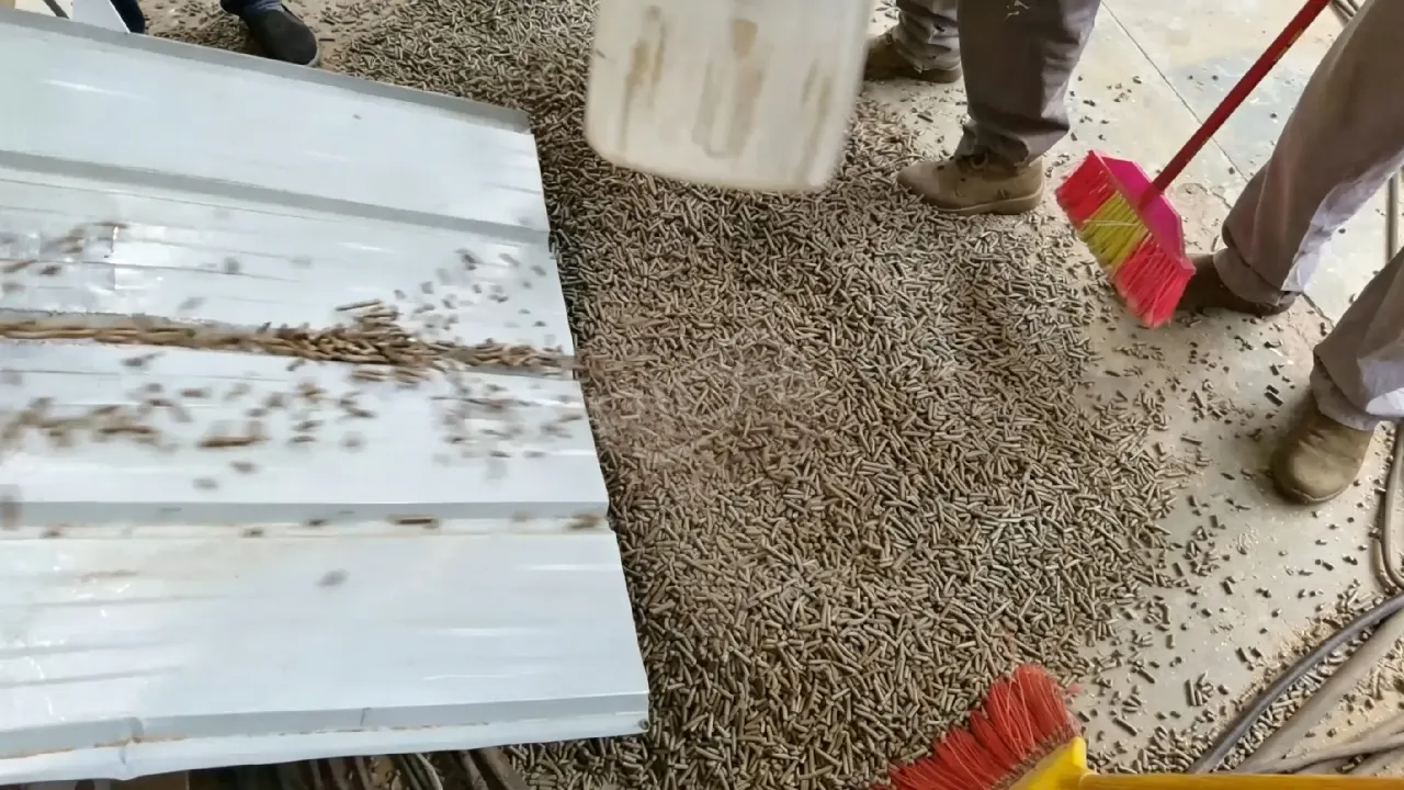Workers collect finished rice husk biomass pellets produced by rice husk pellet mill