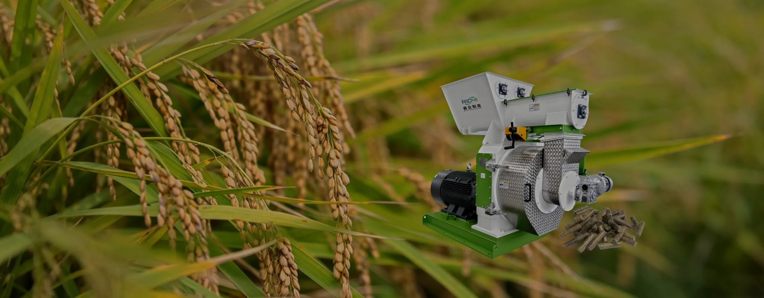 Rice husk pellet mill machine in rice paddy field, producing rice husk biomass pellets